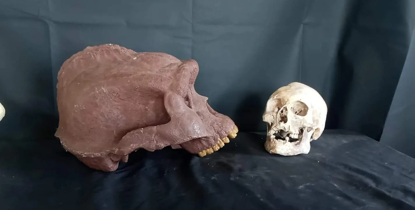 Bigfoot Skull Cast Artistic Interpretation by Master artist ( top of skull only).
