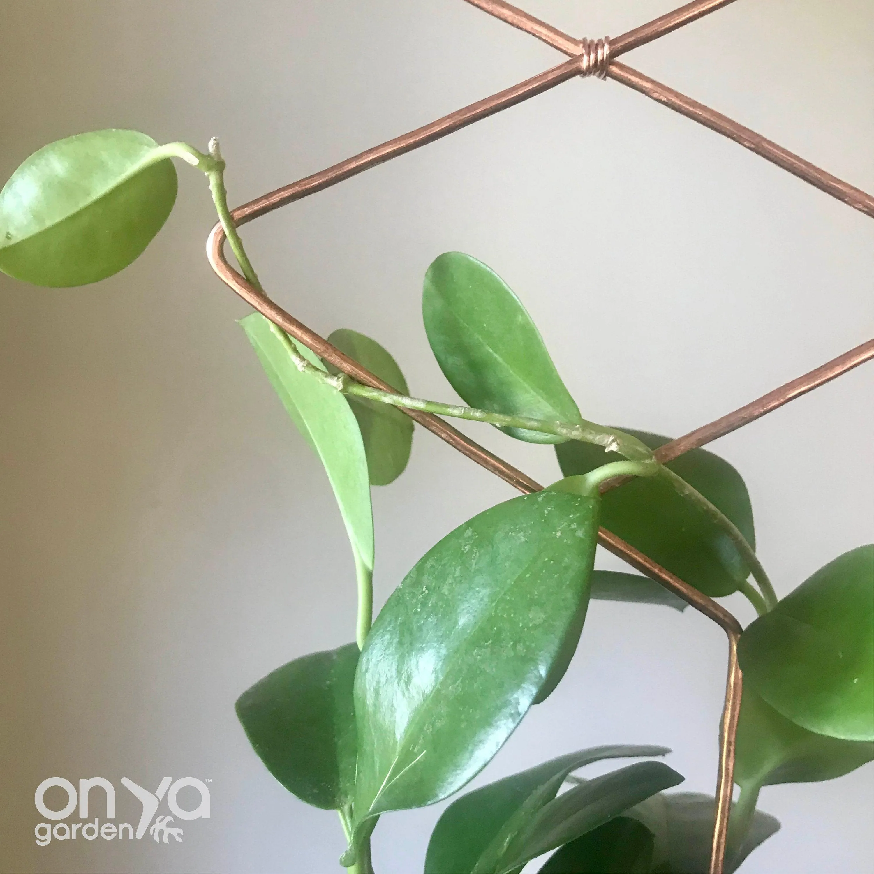 Copper Diamond Duo Plant Trellis, Decorative Plant Support