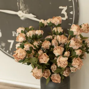 Cream Rose Bush